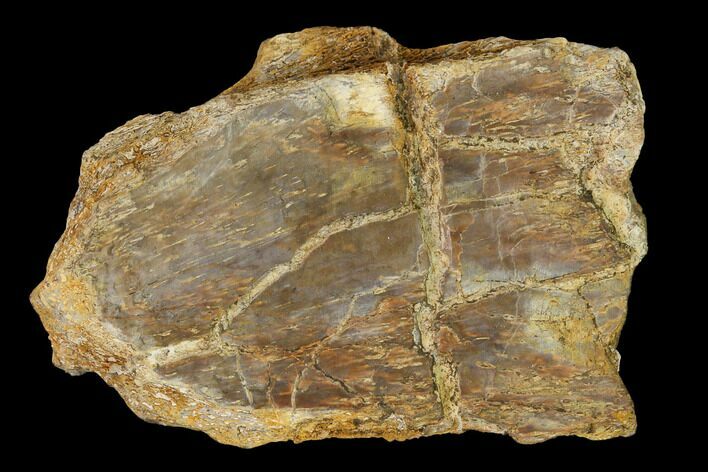 Permian Amphibian Fossil Bone - Texas #153742